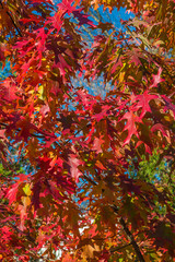 Fototapeta na wymiar Beautiful red oak tree on sunny autumn day