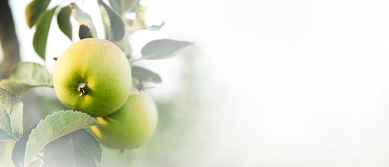 Closeup of apple tree with growing fresh green organic fruits on branches.