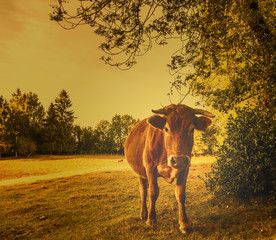 Red cow in the pasture looks right