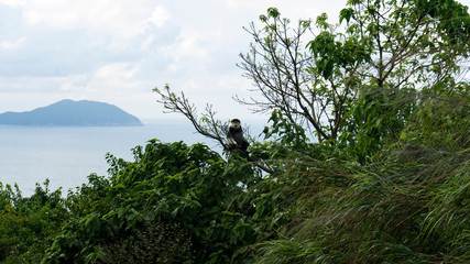 One of the rarest monkeys living in Vietnam is Pygathrix sinerea.