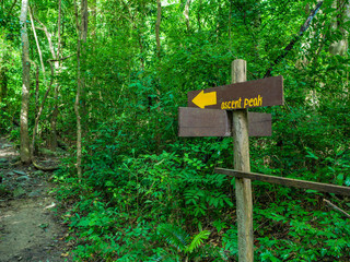 Forest walkway to the top of the Khao Luang mountain in Ramkhamhaeng National Park,Sukhothai province Thailand