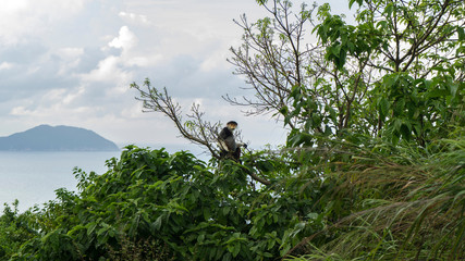 One of the rarest monkeys living in Vietnam is Pygathrix sinerea.