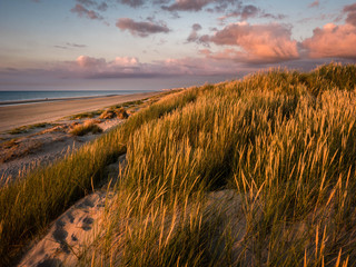 Colorful marram grass covered dunes in the evening glow of the setting sun