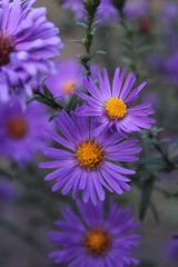 Summer purple lilac flowers background