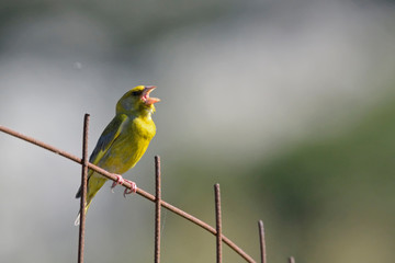 European Greenfinch (Chloris chloris), Greece