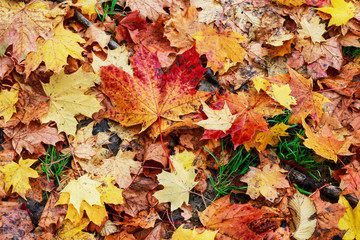 Autumn leaves background.