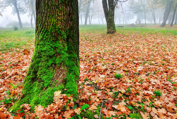 Misty autumn park