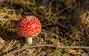 the beginning of the Golden Polish Autumn.