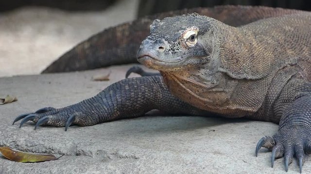 Portrait of a Komodo Dragon.(VARANUS KOMODOENSIS).Slow motion.
Close-up of a relaxed komodo dragon, who looks and turns his head very slowly to the right.