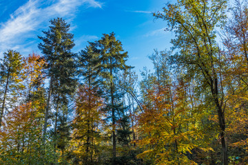 Fototapeta premium the beginning of the Golden Polish Autumn.
