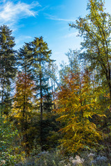 the beginning of the Golden Polish Autumn.