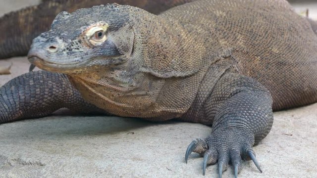 Portrait of a Komodo Dragon.(VARANUS KOMODOENSIS).
Close-up of a relaxed komodo dragon, which blinks, looks at you and turns its head to the right.