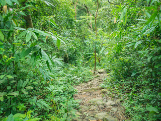 Fototapeta premium Forest walkway to the top of the Khao Luang mountain in Ramkhamhaeng National Park,Sukhothai province Thailand