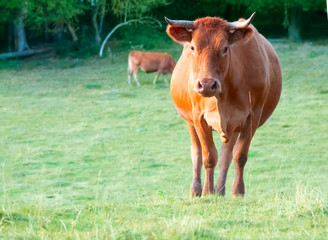 Red cow in the pasture looks right