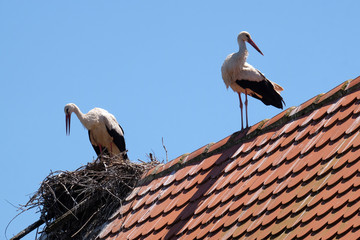 White Stork and nest on top of refurbished wooden houses in European stork village Cigoc, Croatia 