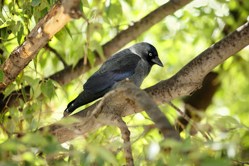 Young Western jackdaw (Corvus monedula) perched on a branch of a European nettle tree (Celtis australis)