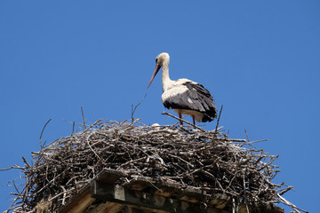 White Stork and nest on top of refurbished wooden houses in European stork village Cigoc, Croatia 