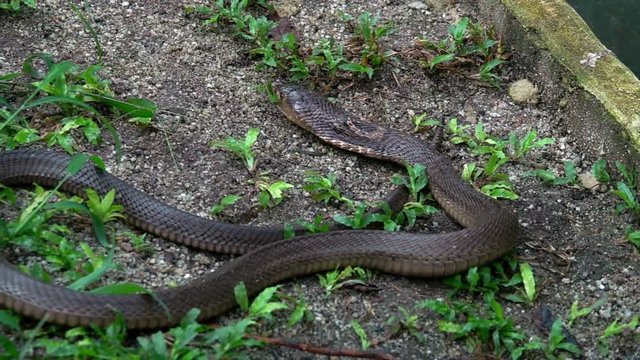 Black King Cobra Snake Crawling on the Ground