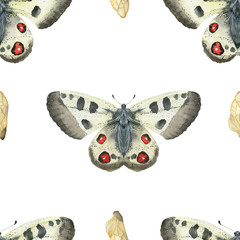 Watercolor seamless pattern Apollo butterfly