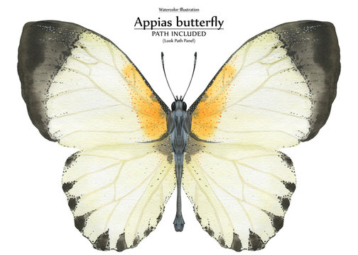 Watercolor illustration Appias butterfly