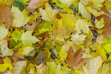 Abstract of autumn leaves on ground.