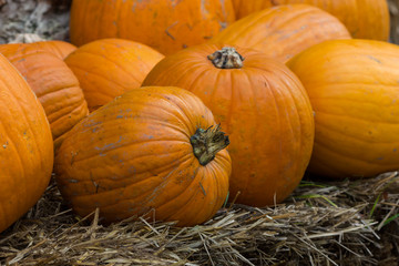 Orange pumpkins for Halloween Party