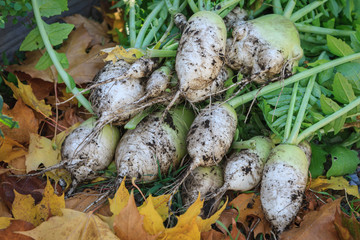 Pile of chinese radishes just harvested.