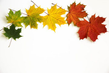 Autumn green, red, yellow maple leaves isolated on white background. You can add text