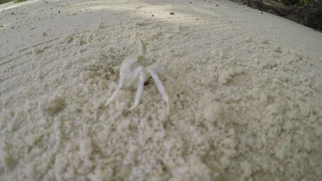 Small white Ghost crab (Ocypode) near hole/nest on white beach sand with caution to inspect the area, GoPro. UHD, 25p.