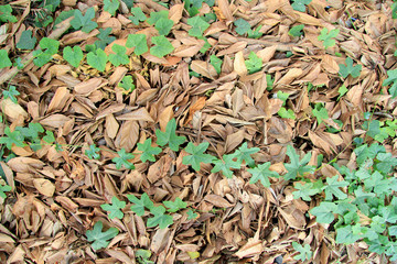 heaps of leaves with creepers