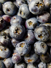 blueberries on white background