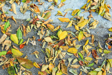 background texture colorful leaves in the road