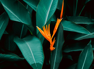 Flower with dark green leaf in tropical jungle nature background