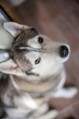 Husky head. dog face