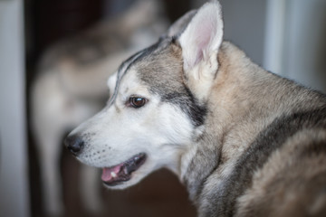 Husky head. dog face