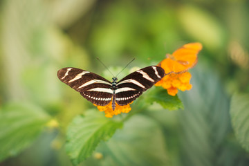 Fototapeta na wymiar Butterfly on flower - Heliconius charithonia, the zebra longwing or zebra heliconian 