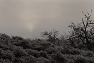 Sun rising from the mist above the frosty foliage.  Almost monochromatic image with lots of copy space