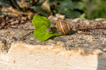 Snail on a leaf