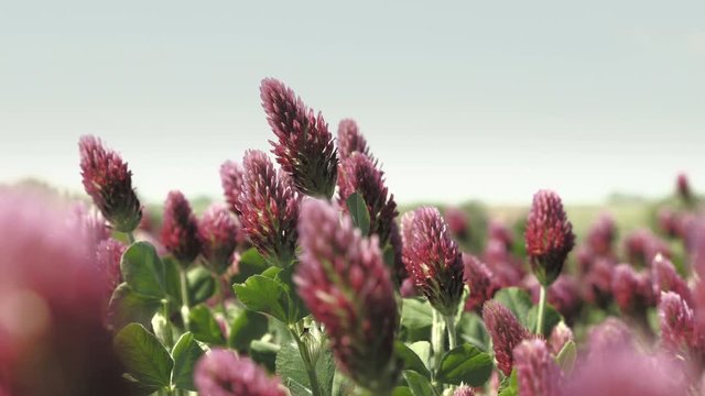 Blooming field with clover. Crimson summer field. Day footage, low depth of field