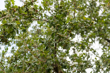 Fototapeta na wymiar oak branches with acorns