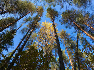 Golden birch leaves on a background of blue sky in the autumn forest on a sunny day