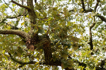 oak branches with acorns