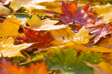 Autumn maple leaves illuminate by light with raindrops