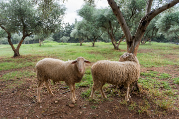 Obraz premium two sheep graze in an olive grove