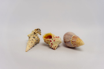 Studio decorative photo of seashells on a white background