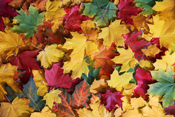 Naklejka na ściany i meble background of colorful autumn maple leaves