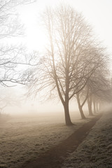 Path leading into mist bordered by trees