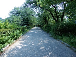 半蔵門公園の散歩道