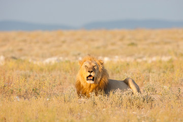 Etosha National Park, Namibia. ETOSHA, NAMIBIA Male lion (panthera leo) in habitat.
