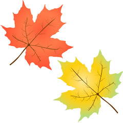 Maple leaves. Vector illustration on white background